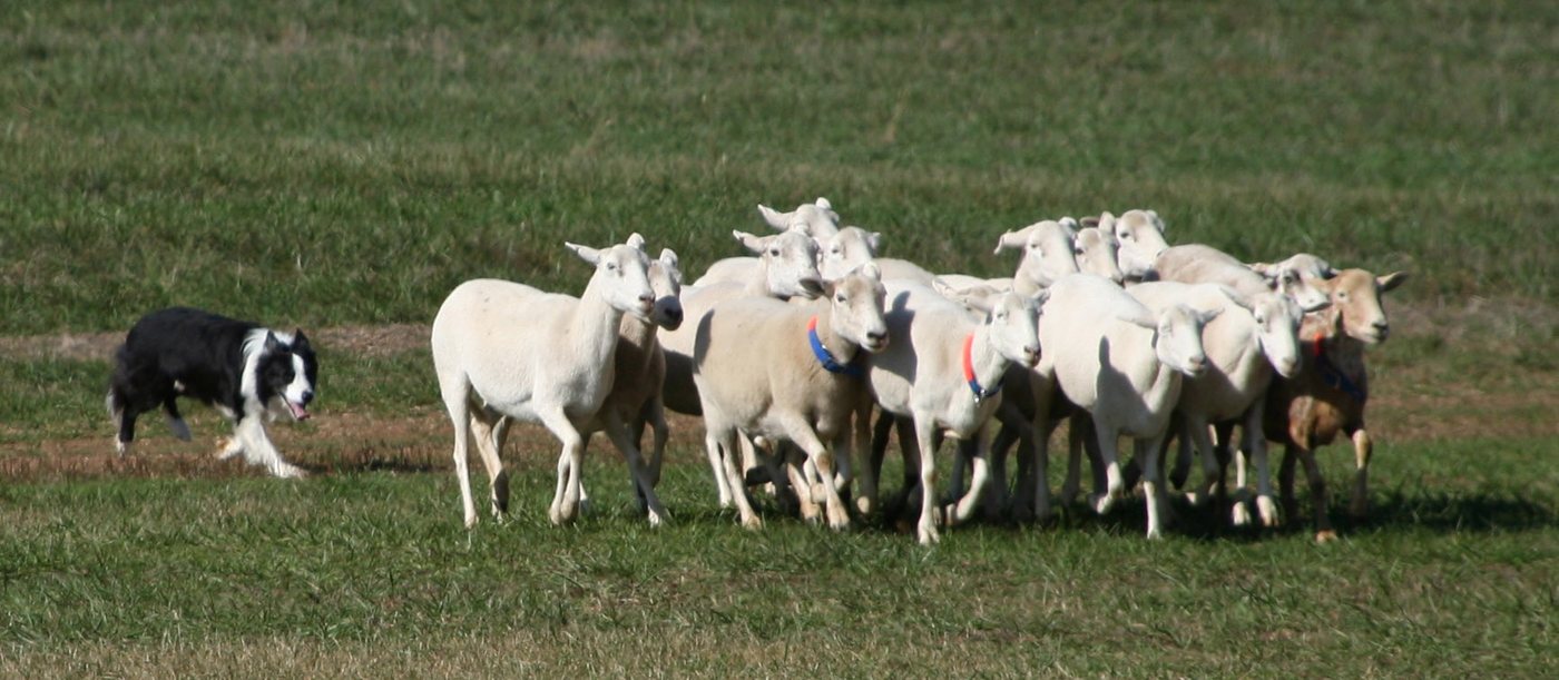 A border collie herding a flock of sheep